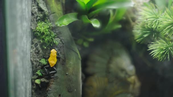 Froschadler klettern auf Holz mit Moos und Pflanzen - Filmmaterial, Video