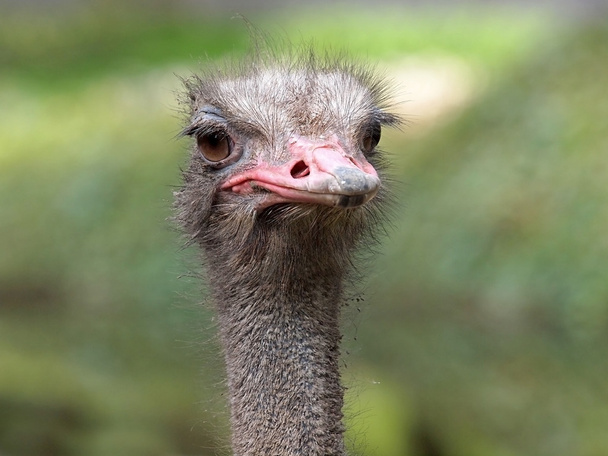 Close up of ostrich - Foto, Imagen