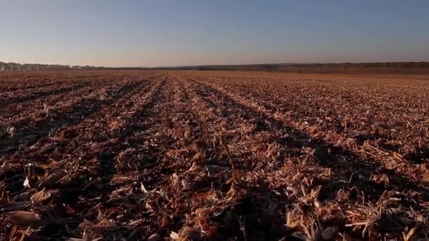 Harvesting corn - Video, Çekim