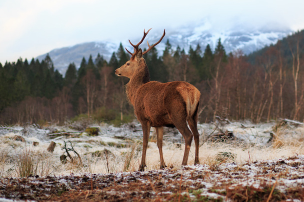 Reindeer - Photo, Image