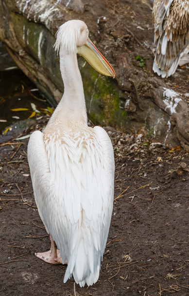 Pelican - Foto, Bild