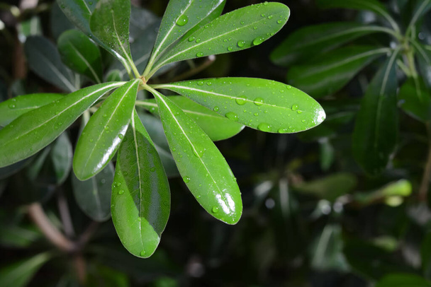Closeup view of green leaves with water drops outdoors, space for text - Fotó, kép