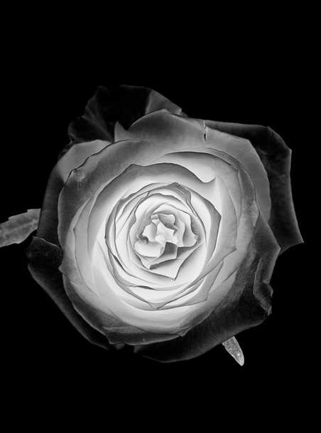 Rosa de plata blanca flor primer plano sobre fondo negro
 - Foto, Imagen