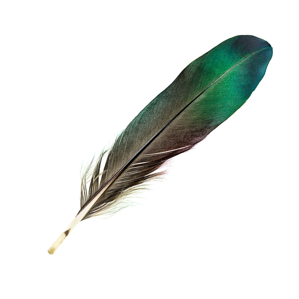 Bird feather - Foto, Imagen