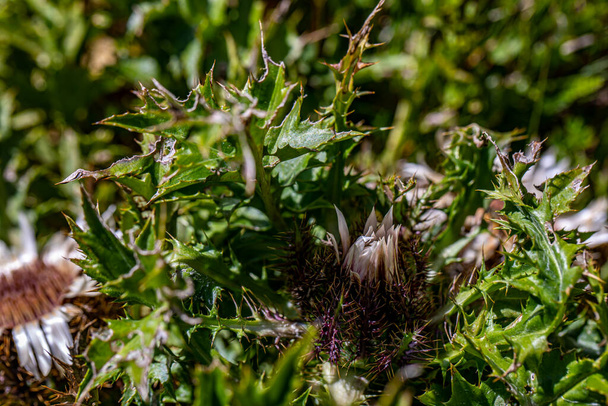 Carlina acaulis flowing in meadow - Фото, изображение
