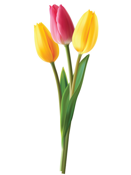 Fleurs de tulipes isolées. Illustration vectorielle
 - Vecteur, image
