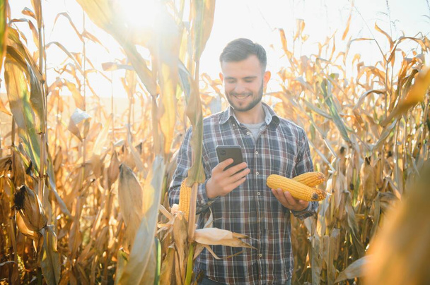 Agronomist checking corn if ready for harvest. Portrait of farmer - Photo, Image