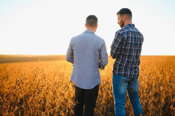 Portrait of two farmers in a field examining soy crop. - Фото, зображення