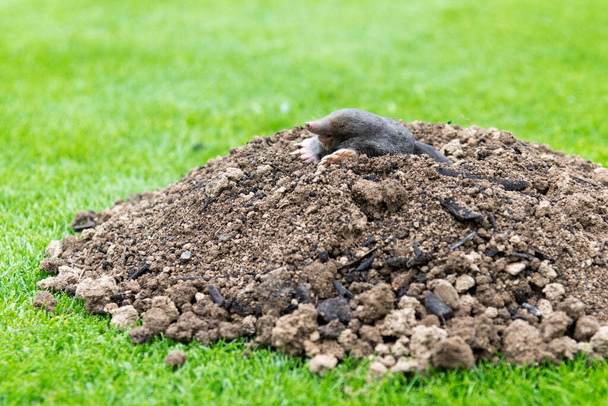 Europese mol kruipt uit molehill boven de grond, toont sterke voorpoten gebruikt voor het graven van ondergrondse tunnels - Foto, afbeelding