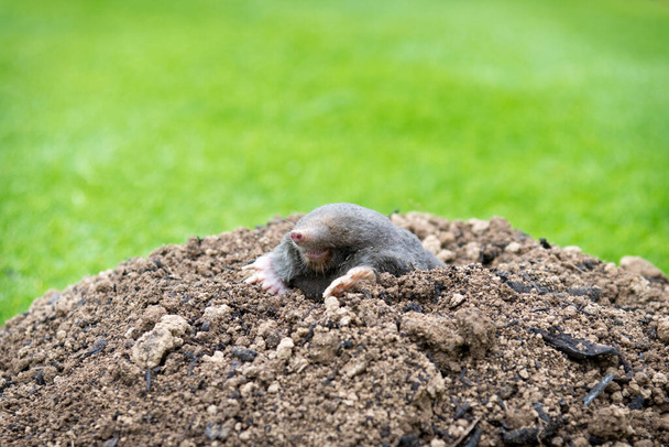 Toupeira europeia rastejando para fora de molehill acima do solo, mostrando fortes pés dianteiros usados para cavar túneis subterrâneos - Foto, Imagem