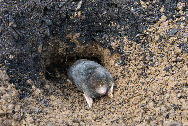 European mole emerging from its tunnel in the mole hill - Photo, Image