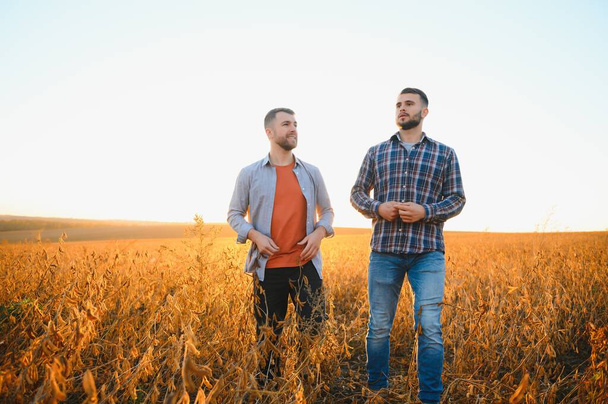 Two farmers standing in a field examining soybean crop before harvesting - 写真・画像