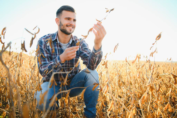 A farmer inspects a soybean field. The concept of the harvest. - Fotoğraf, Görsel