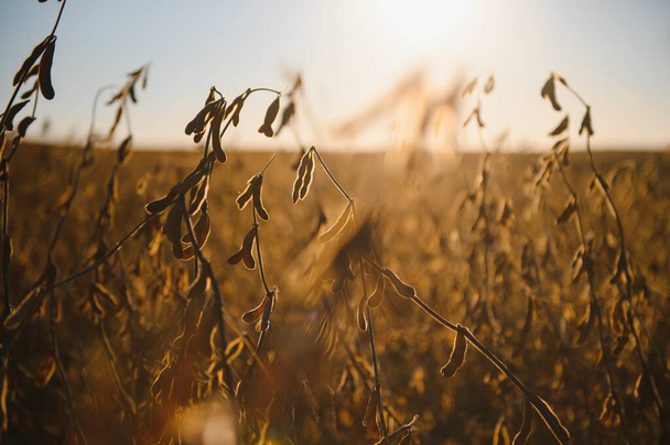Soybean lit by sunrays. Selective focus on detail - Foto, Imagem