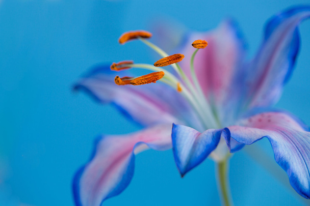 Flower - Photo, Image