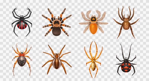 Ragni realistici icona trasparente insieme con diversi tipi di ragni innocui e tossici illustrazione vettoriale - Vettoriali, immagini
