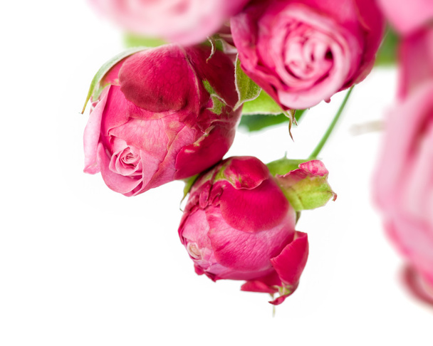 Pink roses bouquet - Foto, Bild