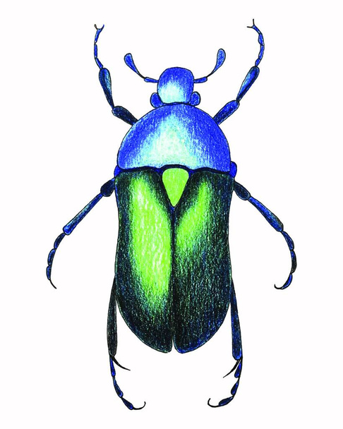 Beetle sketch pencil hand drawing vector. - Vector, Image