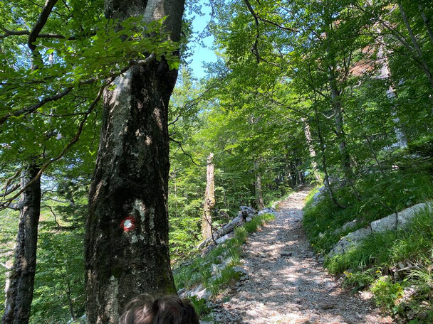 Sentieri escursionistici e ricreativi segnalati nel Parco Nazionale Risnjak - Croazia (Markirane planinarske staze i rekreativni putovi u nacionalnom parku Risnjak, Crni Lug - Gorski kotar, Hrvatska) - Foto, immagini