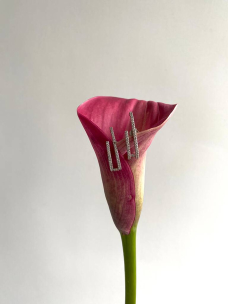 Goldene Ohrringe hängen an einer frischen rosa Blume, schöne Blume mit Blütenblättern - Foto, Bild
