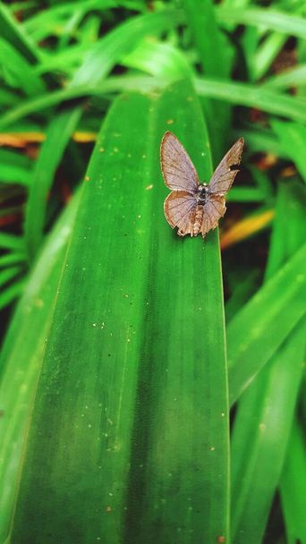 μια πεταλούδα σπασμένη στα φτερά στέκεται σε ένα πράσινο μακρύ φύλλο - Φωτογραφία, εικόνα