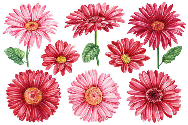 Gerbera flowers, red daisies set on isolated background, watercolor botanical painting, hand drawn. High quality illustration - Photo, Image