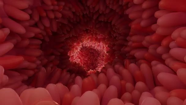 medycznie dokładna animacja willi jelitowych. Czerwone mikrovilli w przewodzie pokarmowym. zbliżenie, mikrobiologia, anatomia, biologia, nauka, medycyna, medycyna i opieka zdrowotna koncepcje. Renderowanie 3D - Materiał filmowy, wideo
