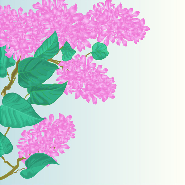Rama de flores lila vector ilustración
 - Vector, Imagen