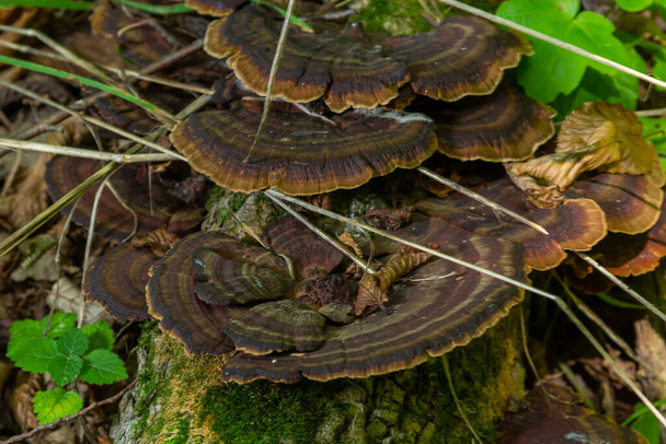 Paddenstoel genoemd Daedaleopsis groeien op gewone gouduil hout in het bos. - Foto, afbeelding