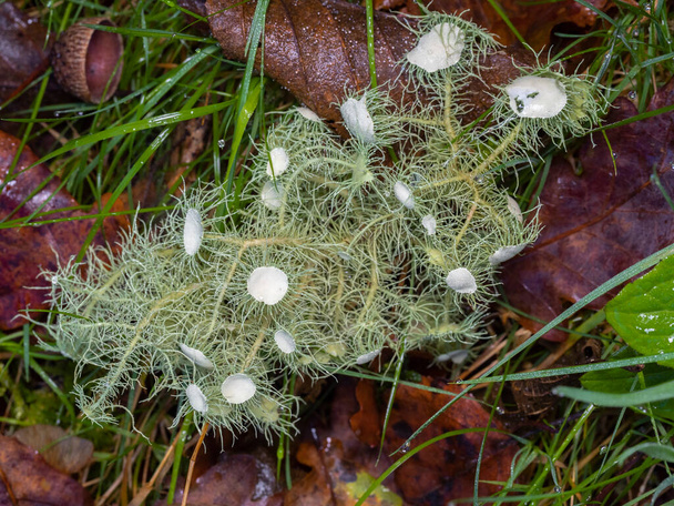 usnea florida lichene nel bosco con sfondo sfocato - Foto, immagini