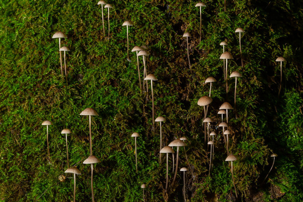 Pilz Mycena galopus wächst auf grünem Moos im Wald. - Foto, Bild