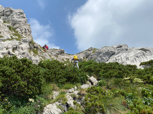 Mountain vegetation and rocks in the peak area of the Risnjak National Park, Crni Lug - Croatia (Planinska vegetacija i stijene u vrsnom podrucju nacionalnog parka Risnjak - Gorski kotar, Croatia) - Φωτογραφία, εικόνα