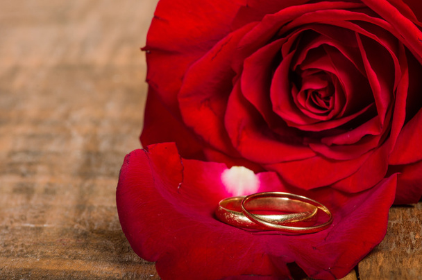 Pétalo de rosa roja con anillos de oro
 - Foto, Imagen