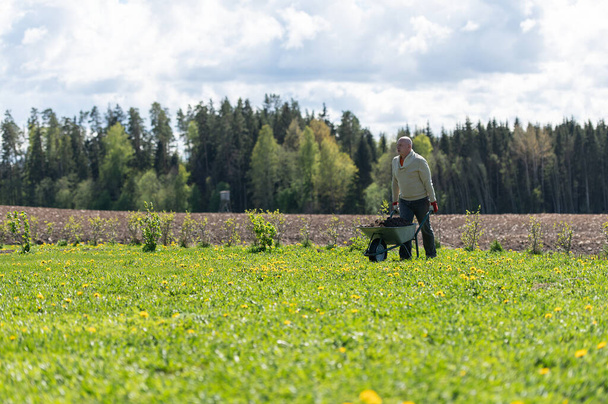 Middle -aged male farmer pushing wheelbarrow in the field - Photo, Image