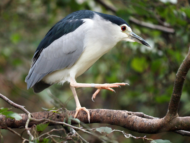 Nycticorax on wooden leaves - Foto, afbeelding