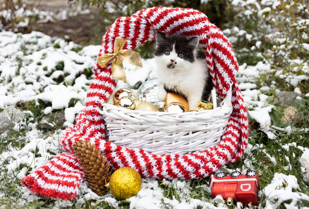 czarny i biały ładny kotek siedzi w wiklinowym koszu z dekoracjami świątecznymi na pokrytej śniegiem trawie. Przygotowuję się do ferii zimowych. Ulubiony zabawny zwierzak bada świat. Puszysty prezent gwiazdkowy - Zdjęcie, obraz