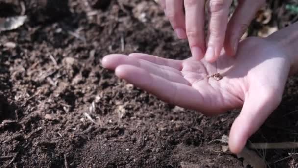 vetőmagot tartó személy kerti ültetésre - Felvétel, videó