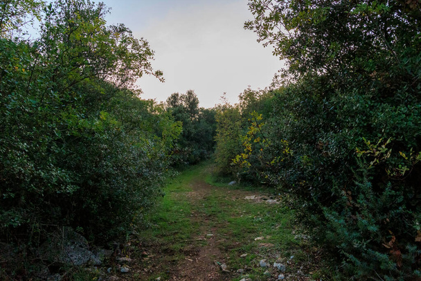 Caminho de campo entre ramos de azeitona e arbustos sobre pedras a um prado - Foto, Imagem