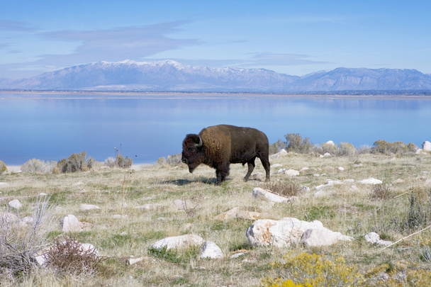Buffalo em Antelope Island State Park
 - Foto, Imagem