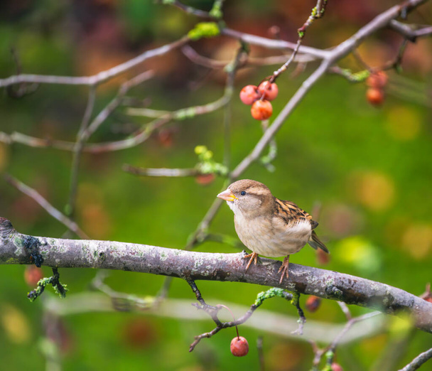 Closeup of a bird house sparrow bird sitting on a tree - Photo, Image