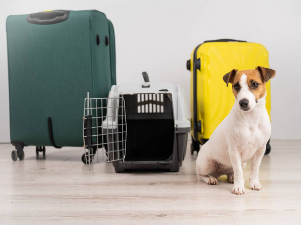 Jack Russell Terrier σκυλί κάθεται από βαλίτσες και ταξιδιωτικό κουτί. Έτοιμοι για διακοπές. - Φωτογραφία, εικόνα
