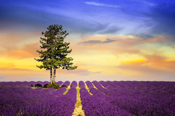 lavendel in Zuid-Frankrijk - Foto, afbeelding