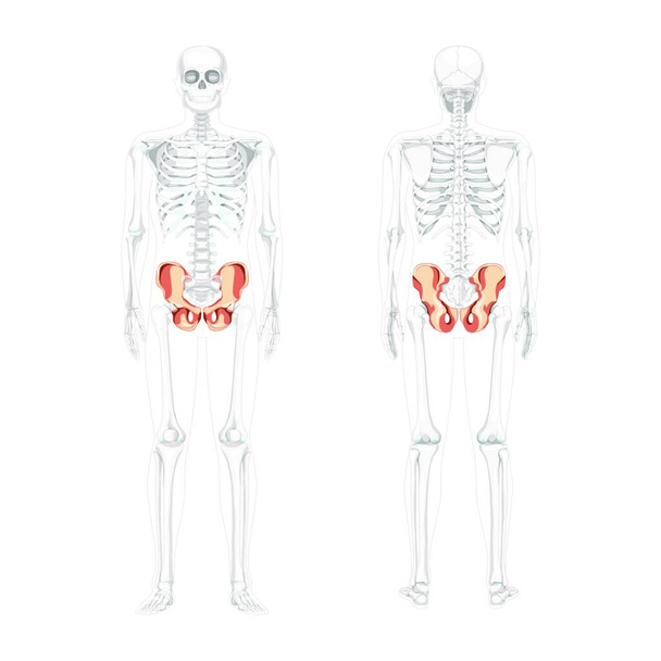 Skeleton Pelvis hip bone Human front back view with partly transparent bones position. Set of 3D realistic flat natural - Vector, Imagen