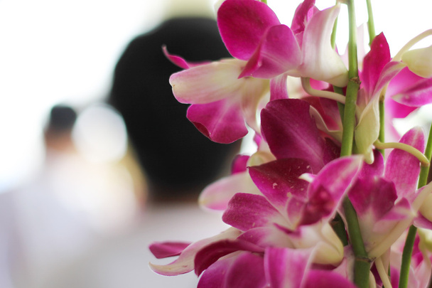 Orchidée avec chant
 - Photo, image