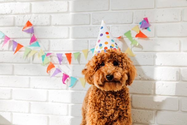 A small red poodle in a festive cap on a white background celebrates a birthday. Front view - Photo, Image