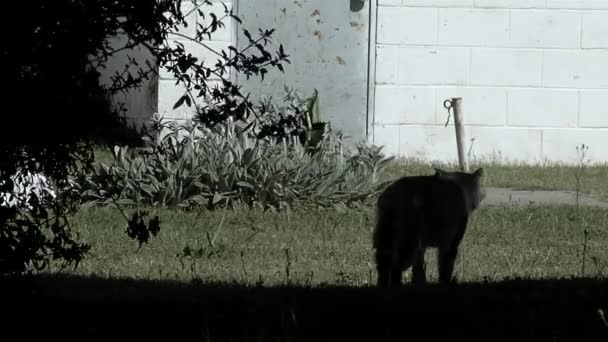 Un vieux chat marche dans la cour d'une prison en Argentine.   - Séquence, vidéo