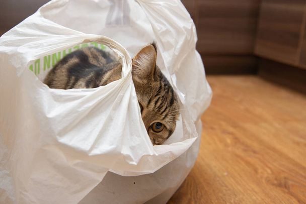 gato tabby se sienta en una bolsa blanca - Foto, imagen