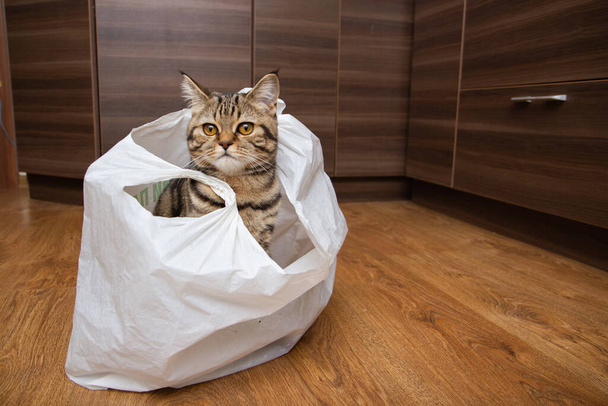 chat tabby assis dans un sac blanc - Photo, image