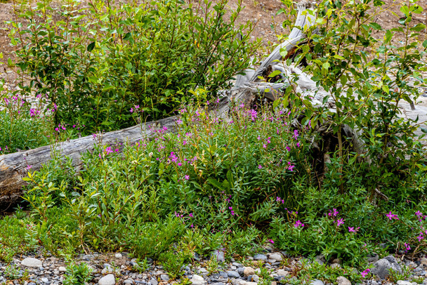 Creek and wild flowers Heady Brewster Banff National Park Alberta Canada - Foto, afbeelding