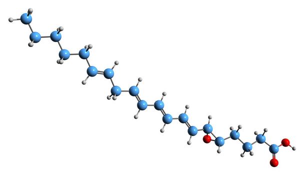  3D εικόνα του σκελετικού τύπου Leukotriene A4 - μοριακή χημική δομή του εικοσανοειδούς φλεγμονώδους μεσολαβητή που απομονώνεται σε λευκό φόντο - Φωτογραφία, εικόνα